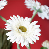Fleur Marguerite